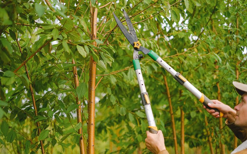 Tree trimming in Westfield, IA